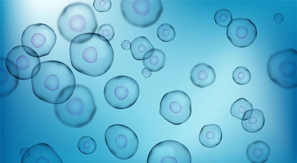 How are Stem Cells Collected? » Op. Dr. Evren İşçi